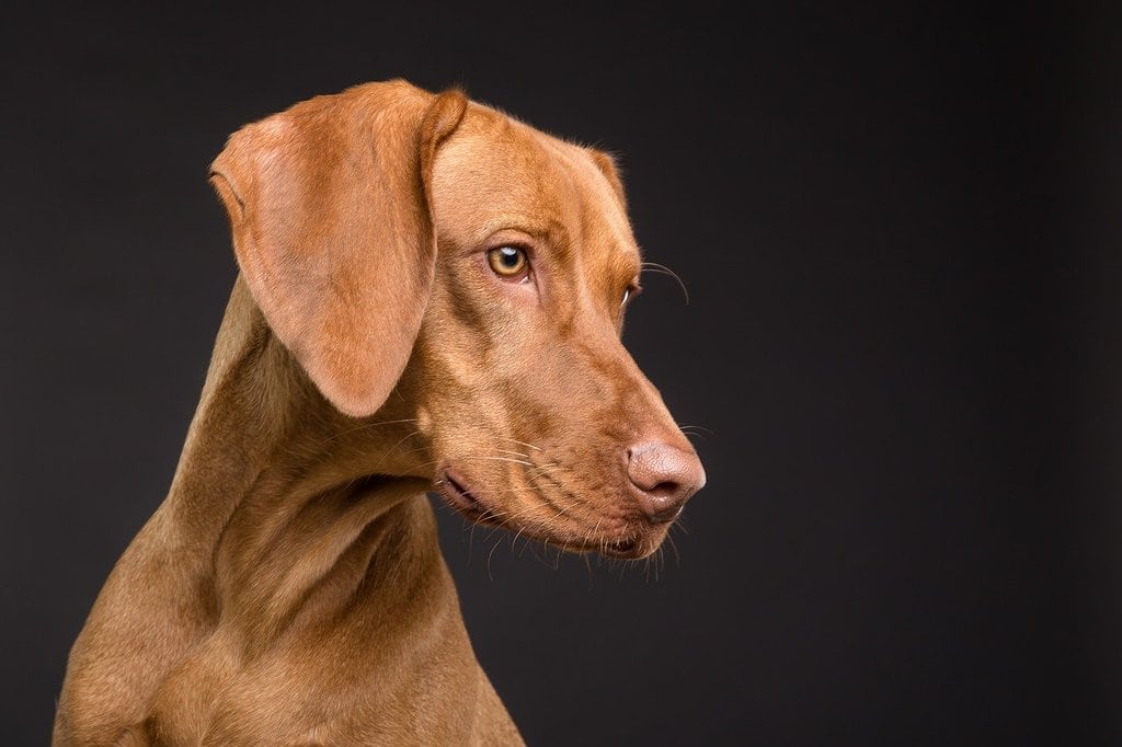Comment gérer l'anxiété de séparation chez les chiens ?