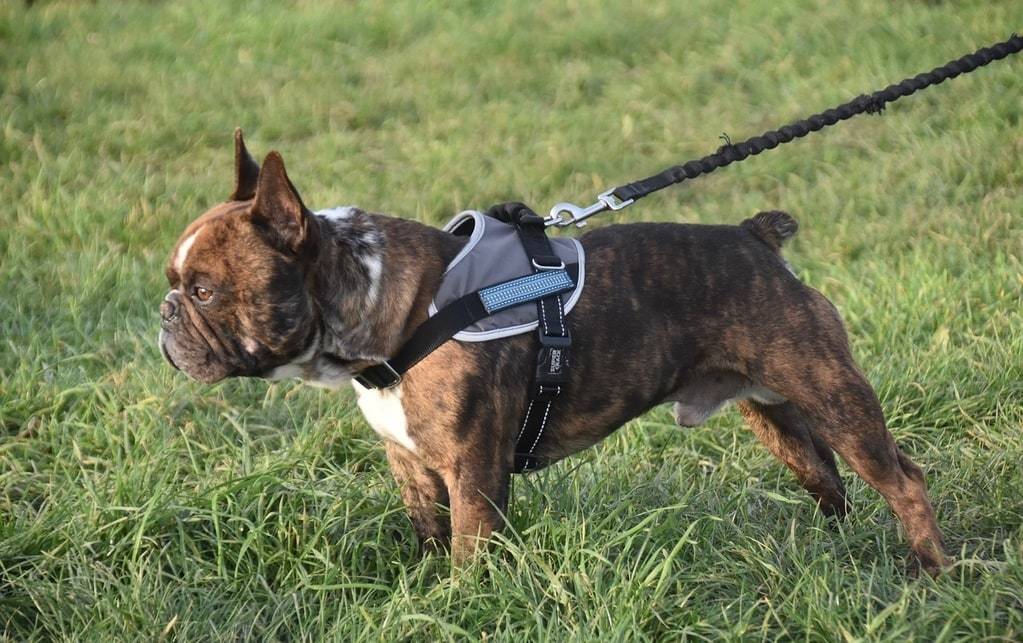Comment sélectionner une laisse adaptée à votre chien ?