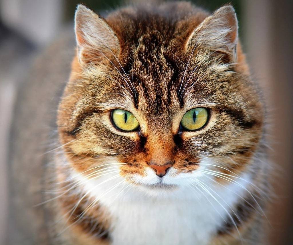 Comment toiletter son chat sans stress ?